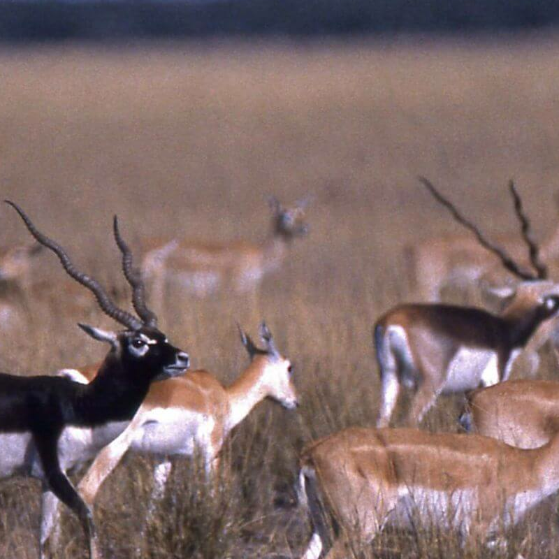 Velavadar-Nationalpark