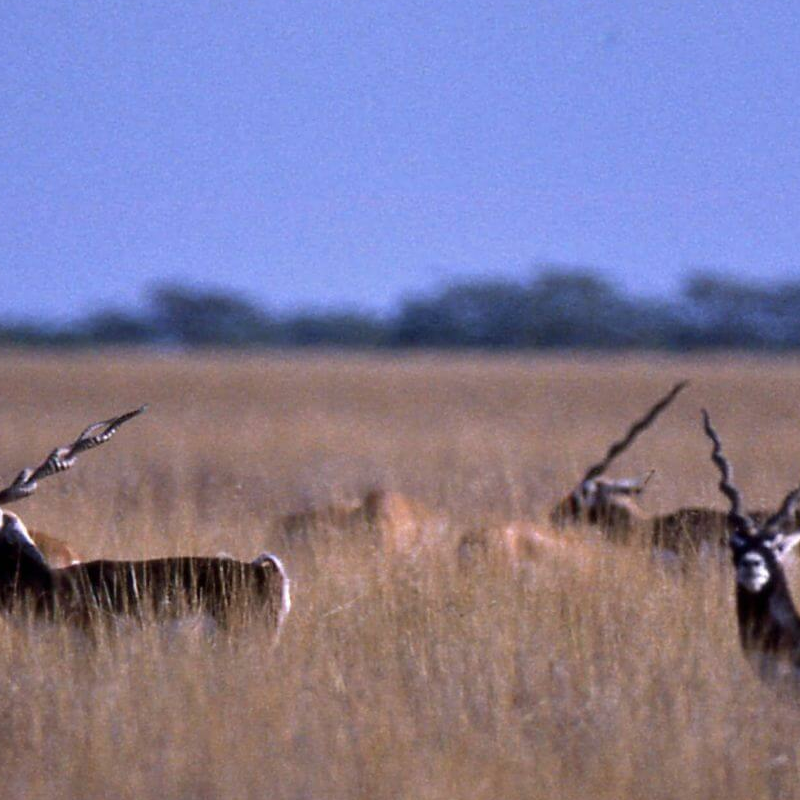Velavadar-Nationalpark