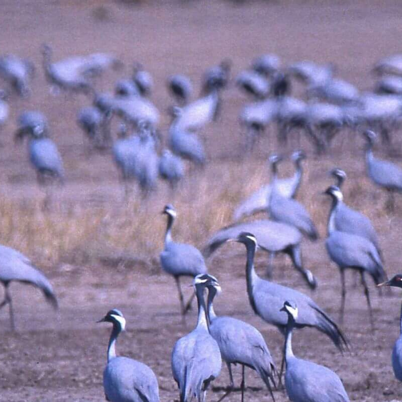 Velavadar-Nationalpark