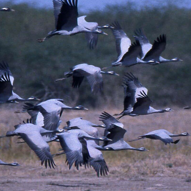 Velavadar-Nationalpark