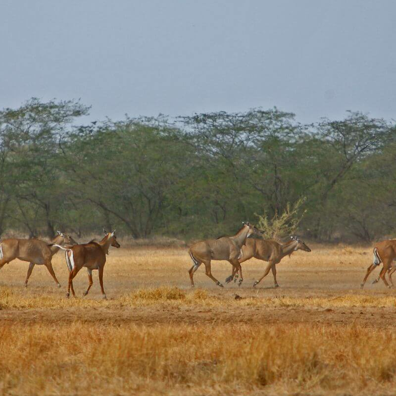 Velavadar-Nationalpark