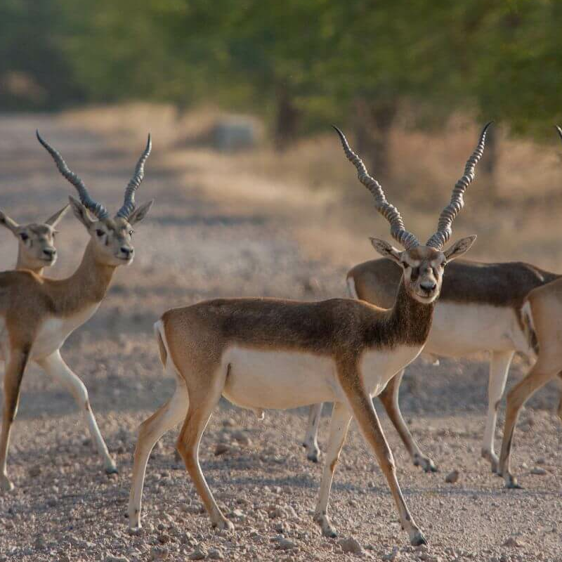 Velavadar-Nationalpark