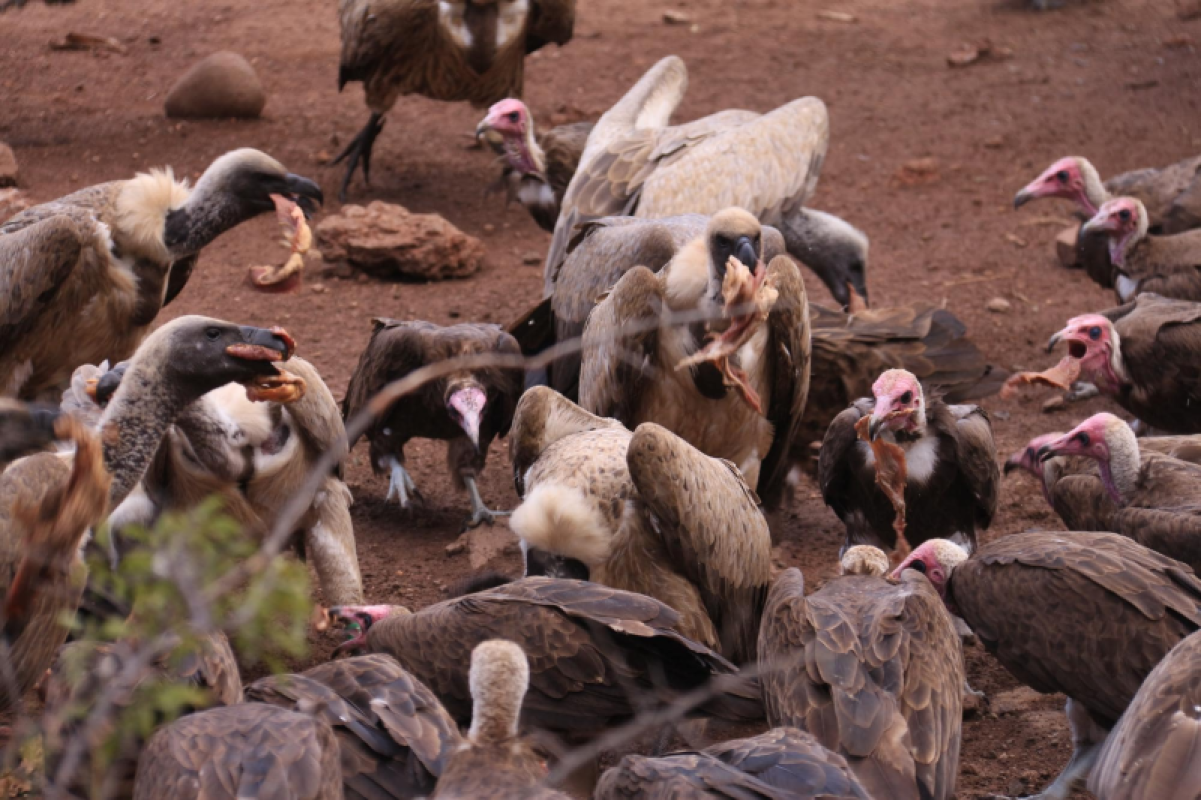 Simbabwe Incredible Safari