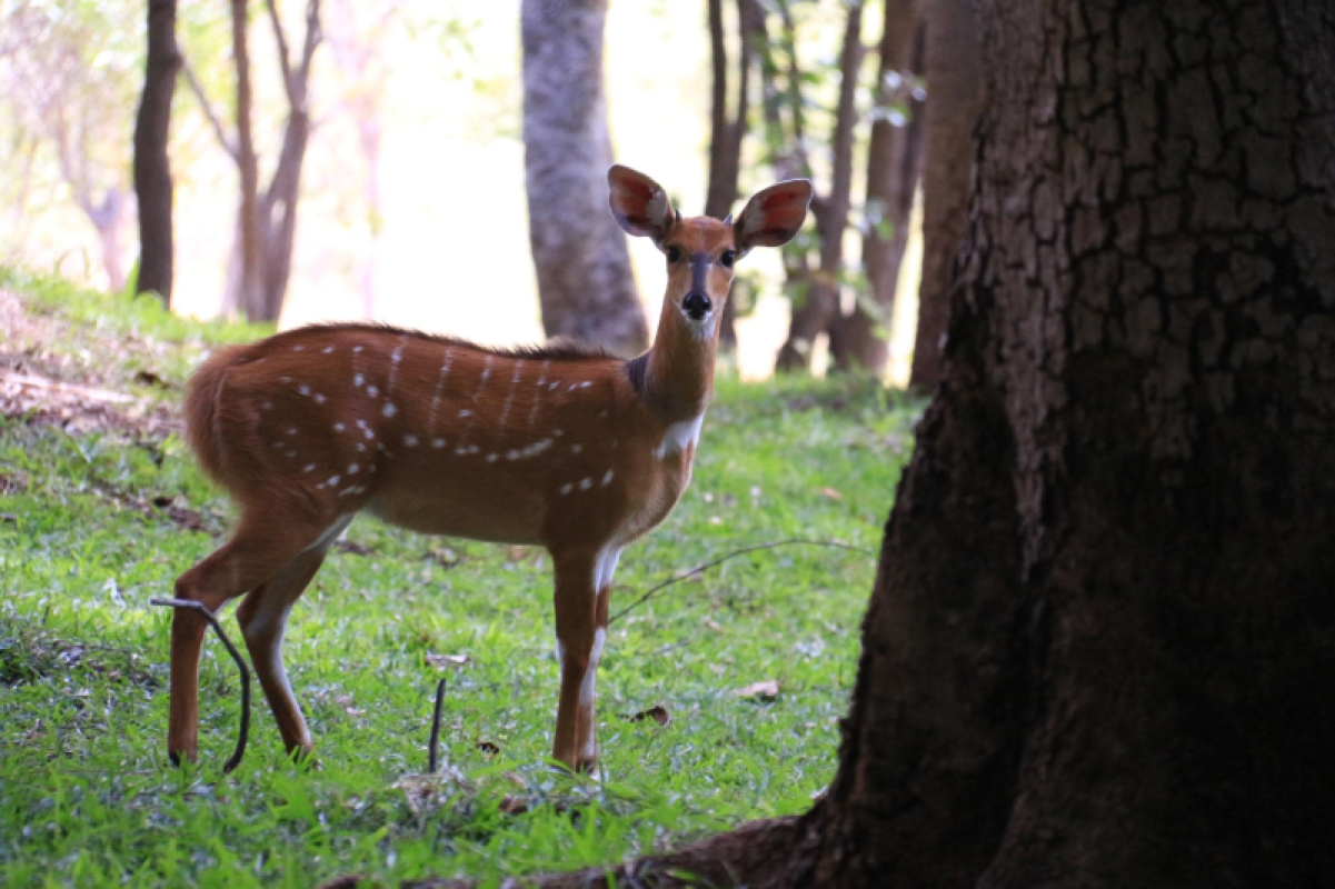 Simbabwe Incredible Safari