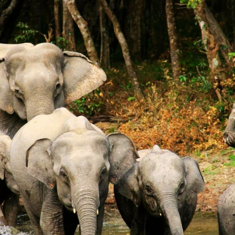 Wilpattu Nationalpark