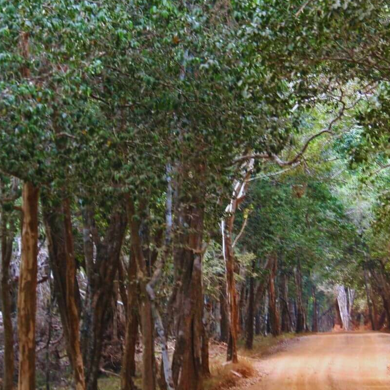 Wilpattu Nationalpark