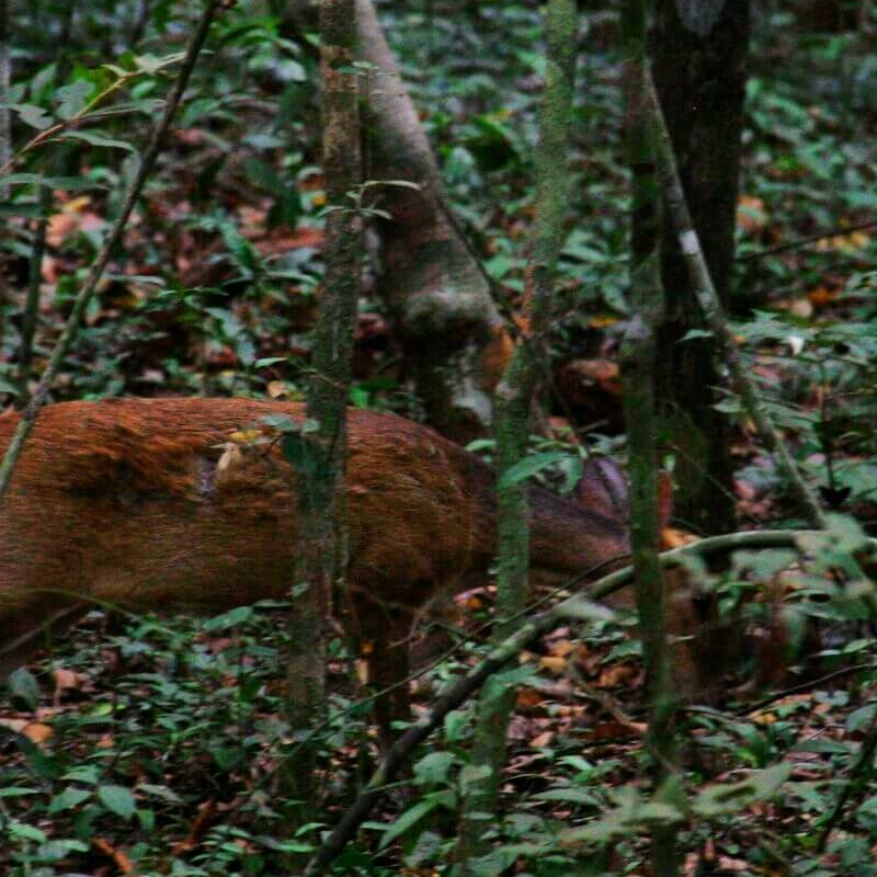 Wilpattu Nationalpark