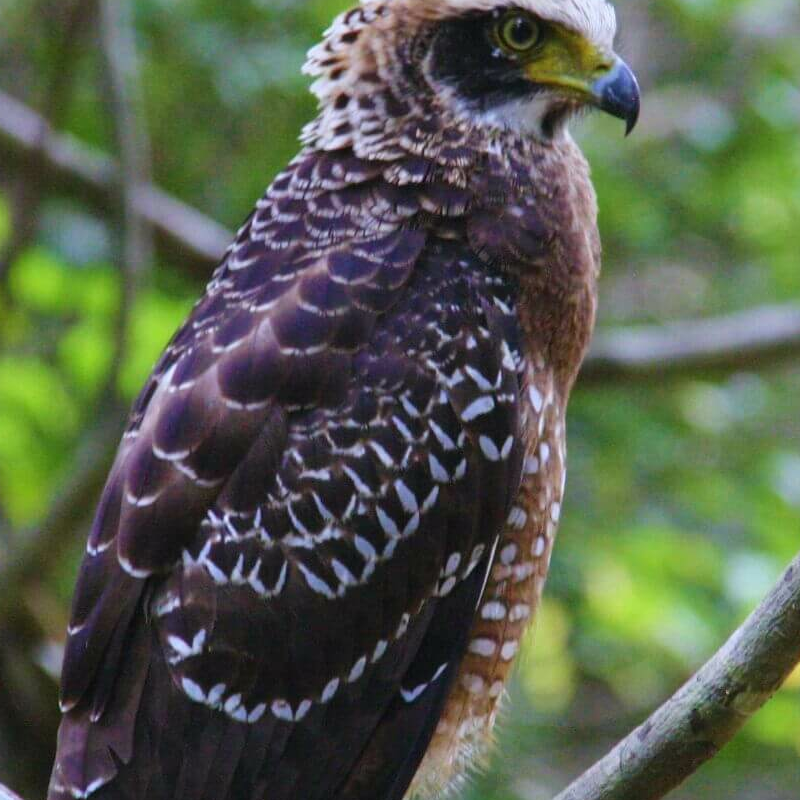 Wilpattu Nationalpark