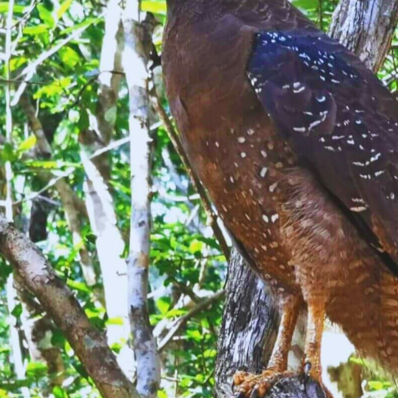 Wilpattu Nationalpark
