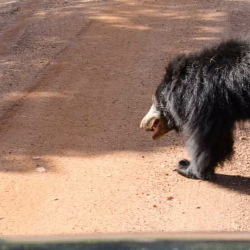 Wilpattu Nationalpark