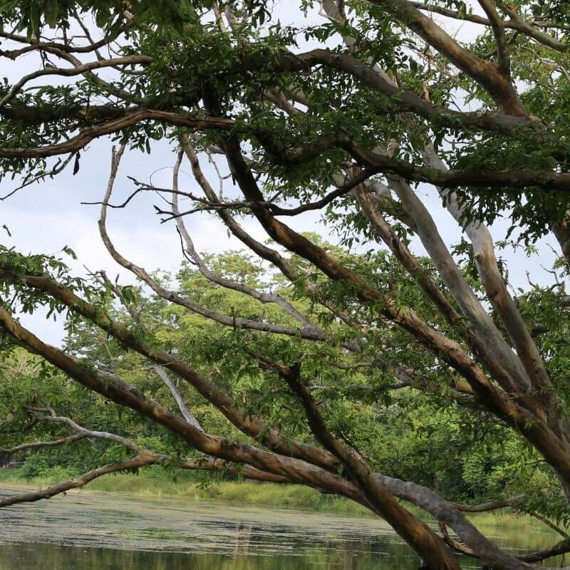 Wilpattu Nationalpark
