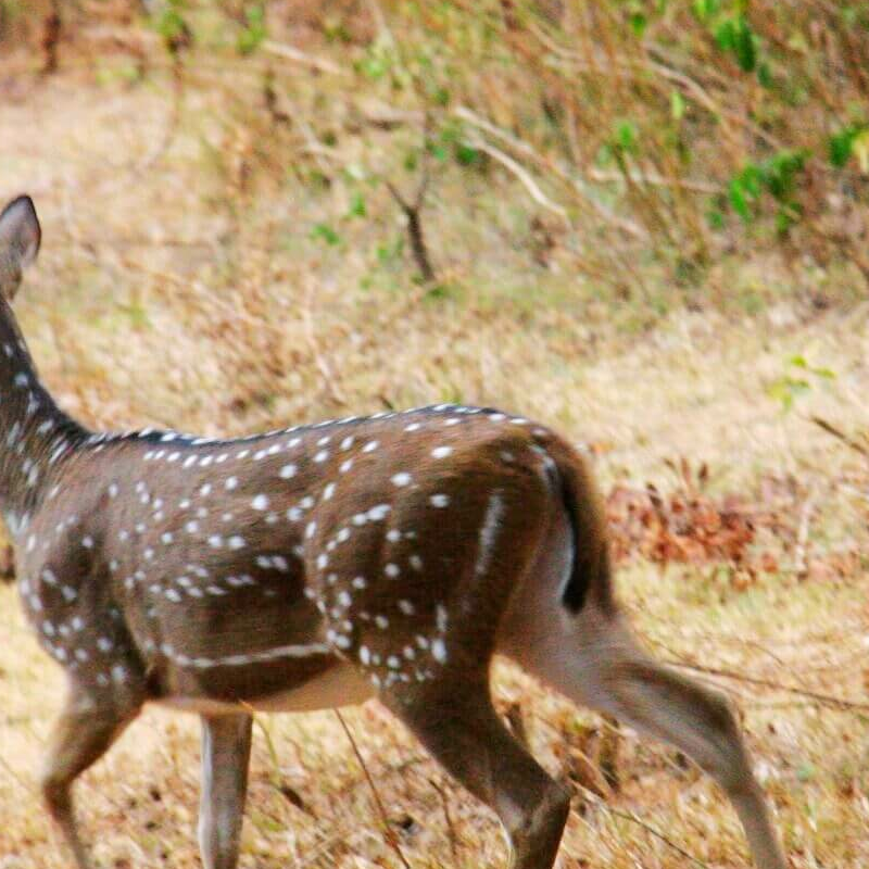 Wilpattu Nationalpark