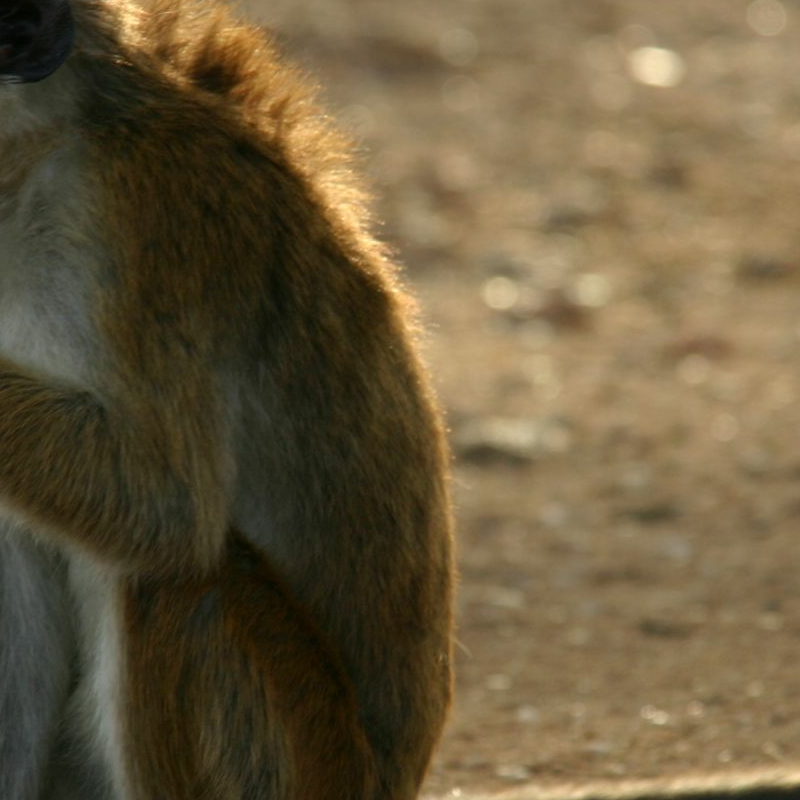 Wilpattu Nationalpark