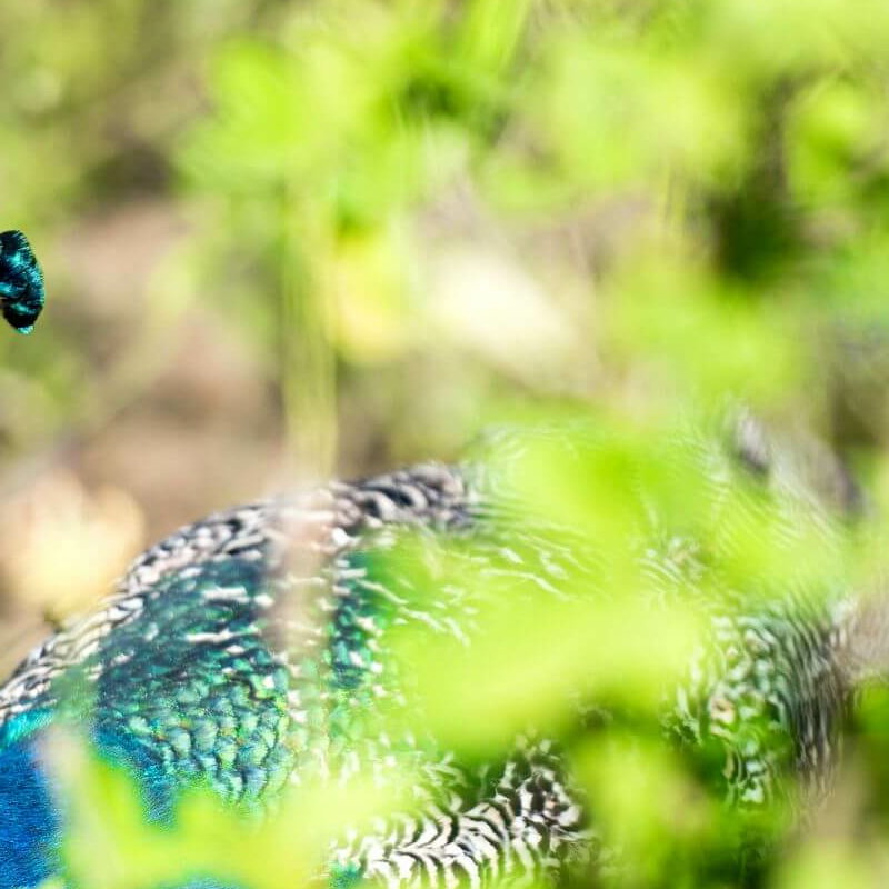 Yala Nationalpark