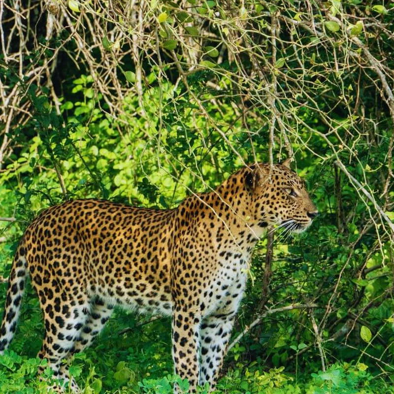 Yala Nationalpark