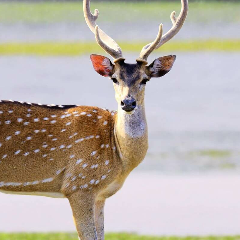 Yala Nationalpark