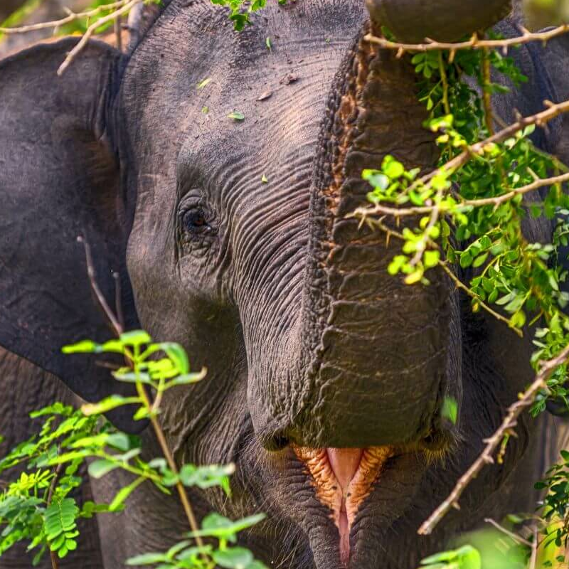 Yala Nationalpark