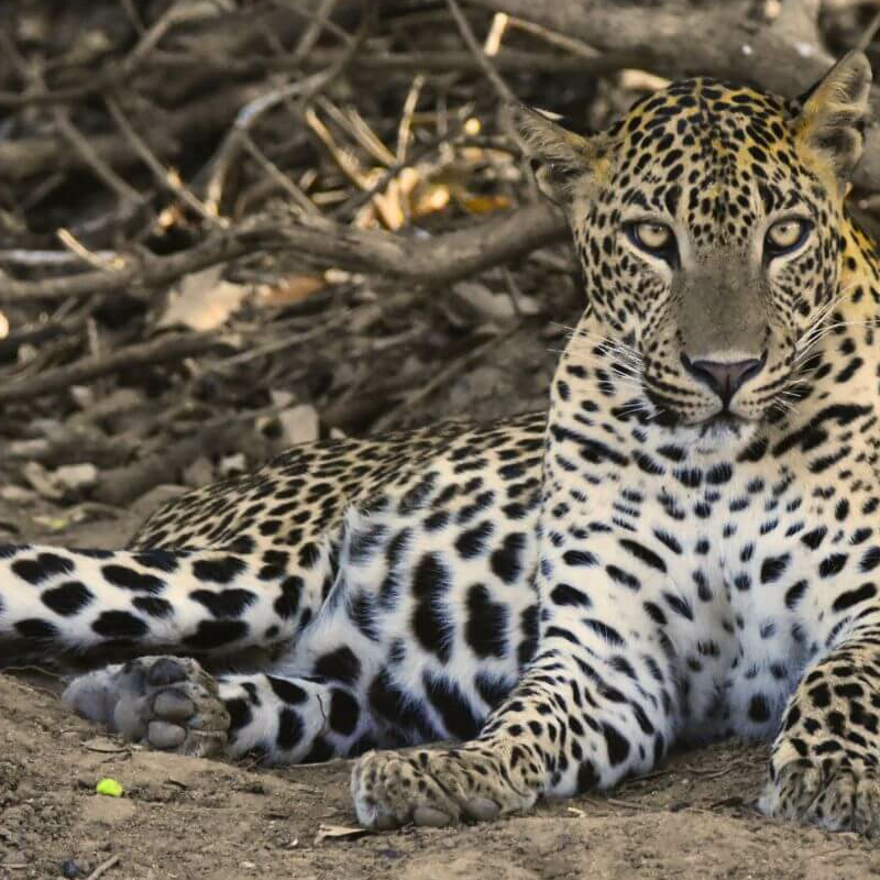 Yala Nationalpark