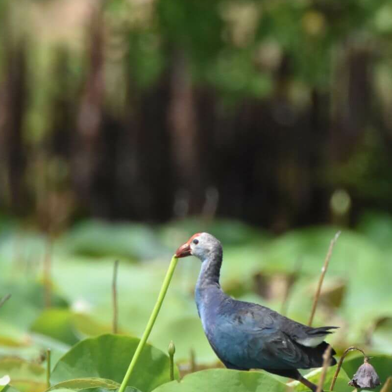 Yala Nationalpark