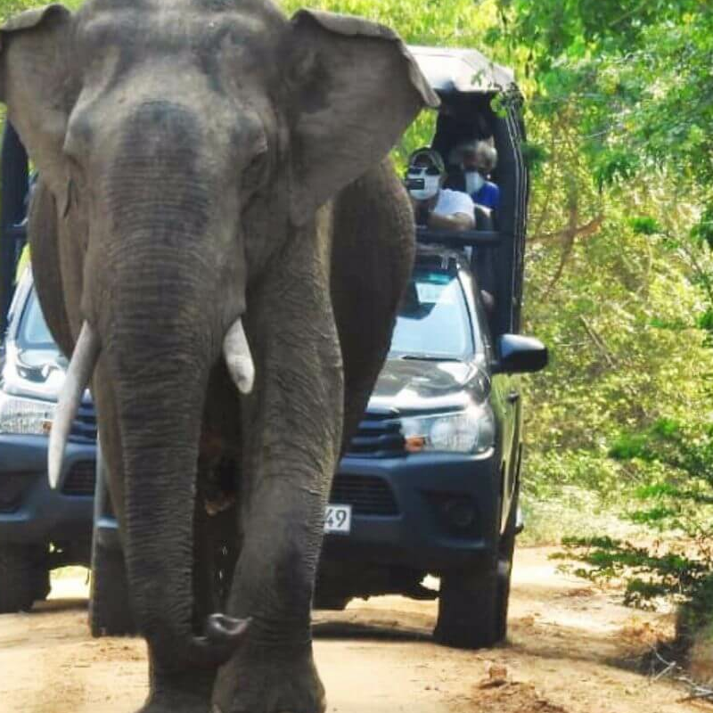 Yala Nationalpark