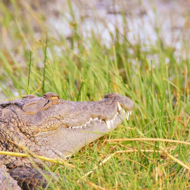 Yala Nationalpark