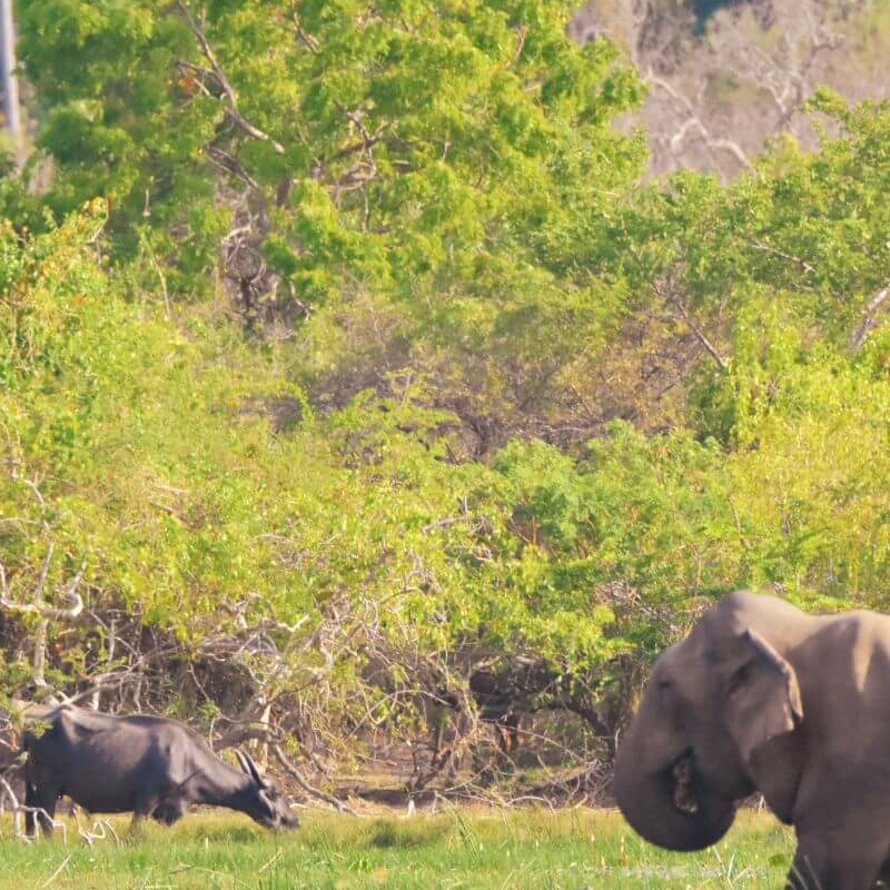Yala Nationalpark