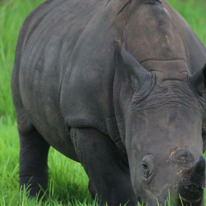 Ziwa Rhino Sanctuary