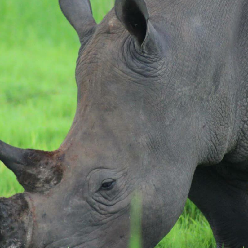 Ziwa Rhino Sanctuary