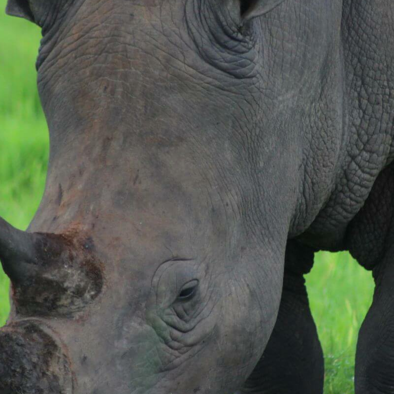Ziwa Rhino Sanctuary