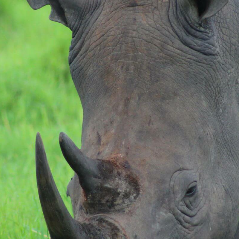 Ziwa Rhino Sanctuary