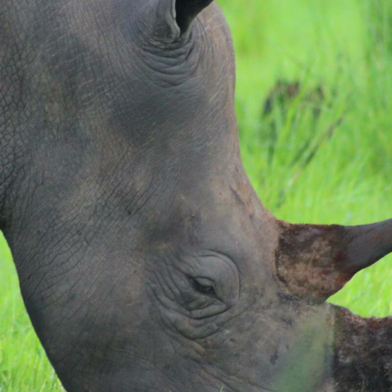 Ziwa Rhino Sanctuary