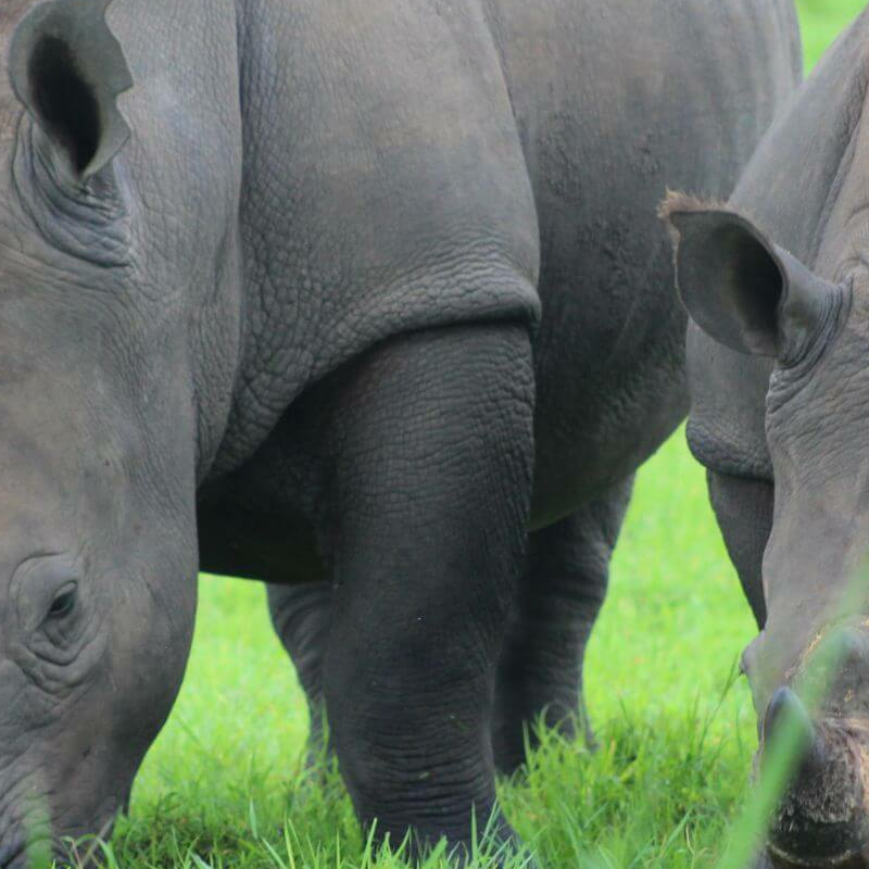 Ziwa Rhino Sanctuary