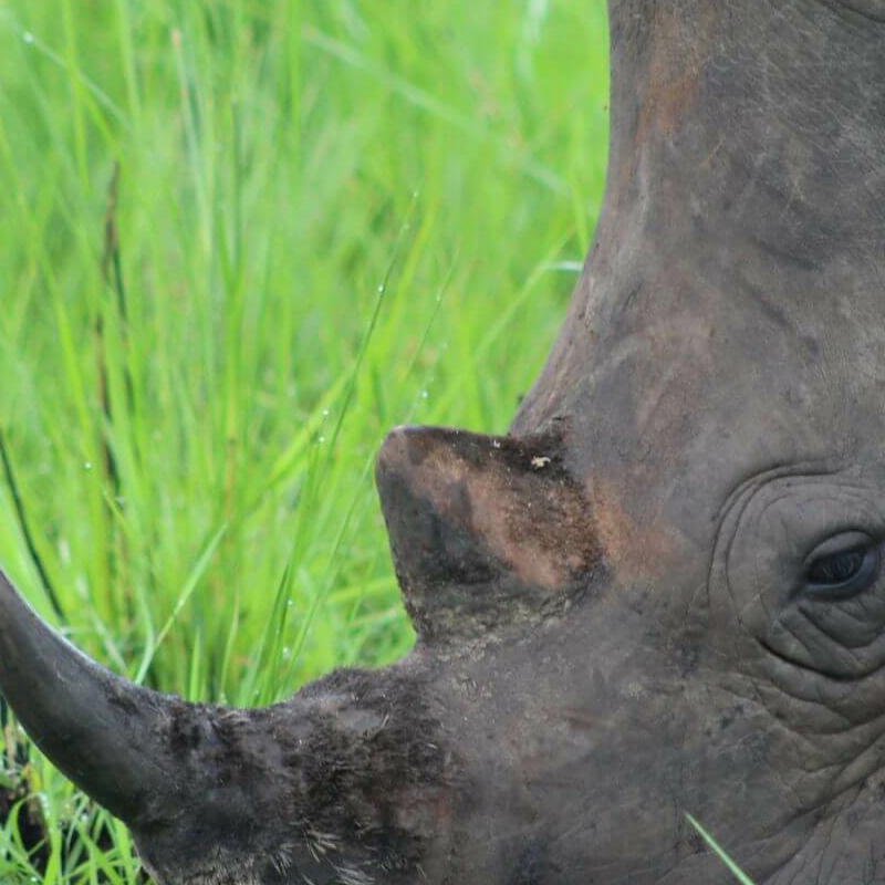 Ziwa Rhino Sanctuary