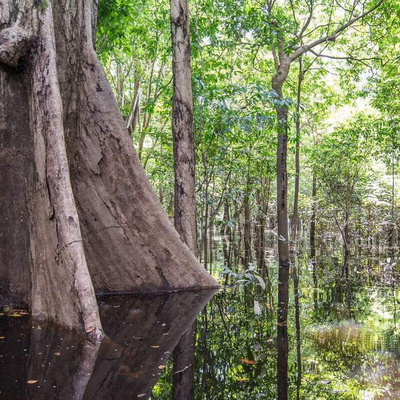 Anavilhanas Jungle Lodge