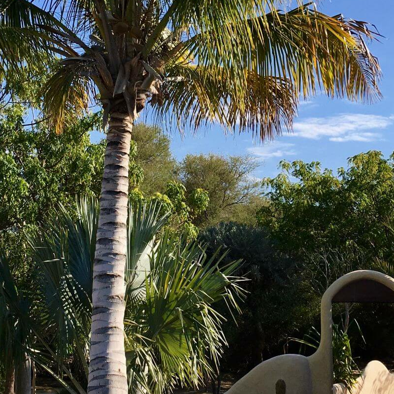 Bakuba Lodge