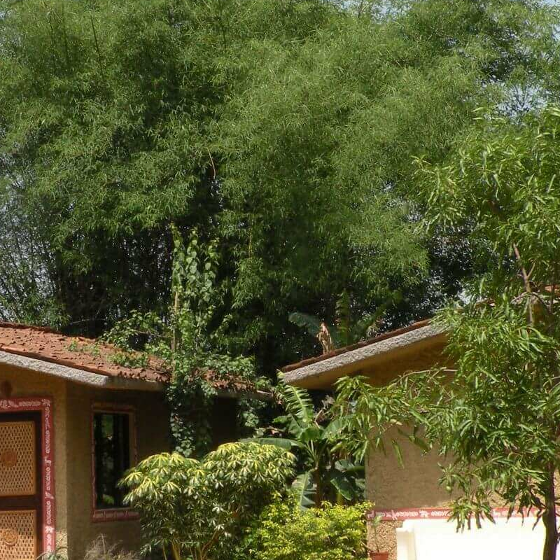 Bandhavgarh Jungle Lodge