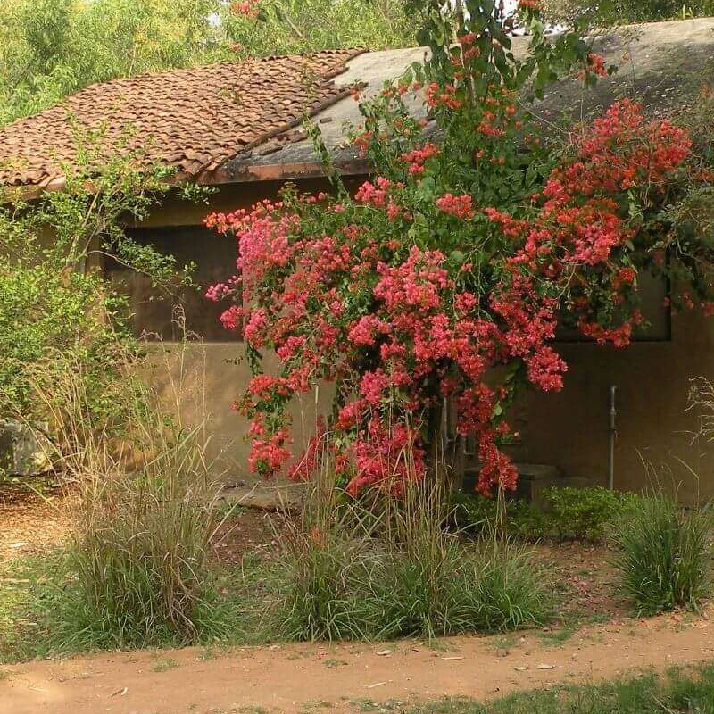 Bandhavgarh Jungle Lodge