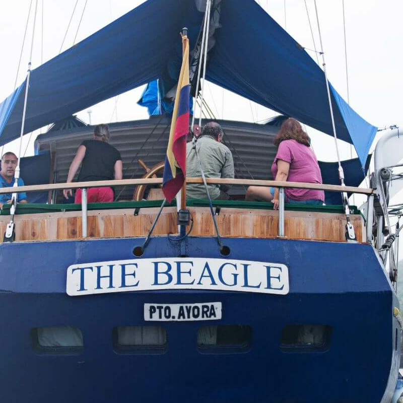 Beagle