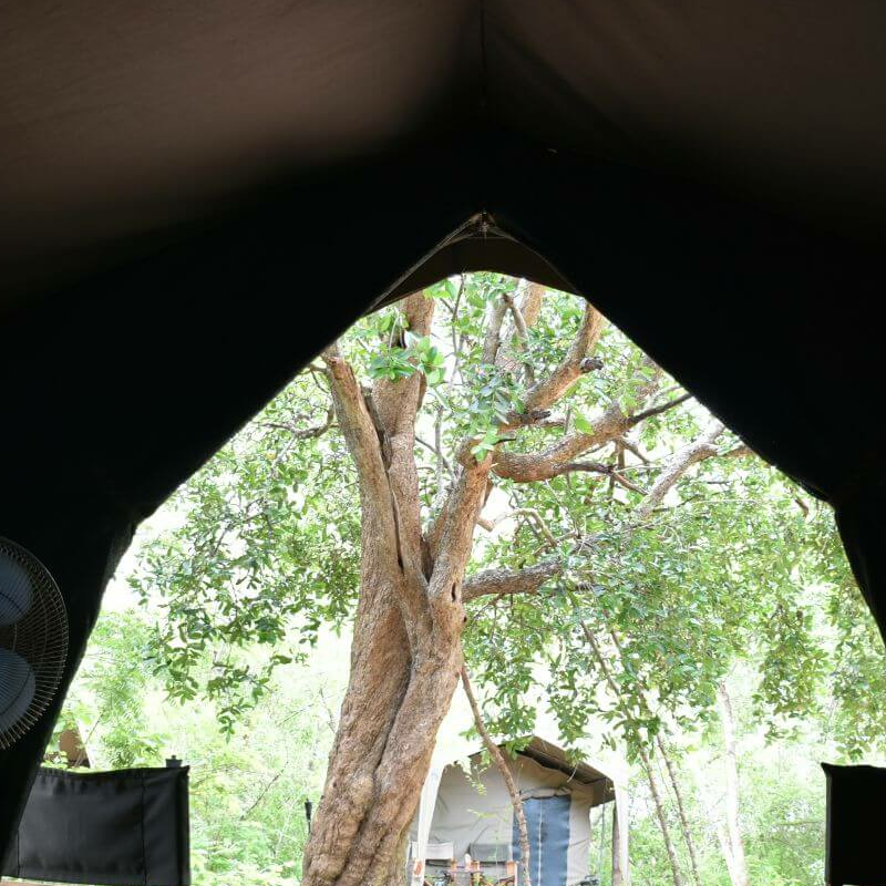 Big Game Camp Yala