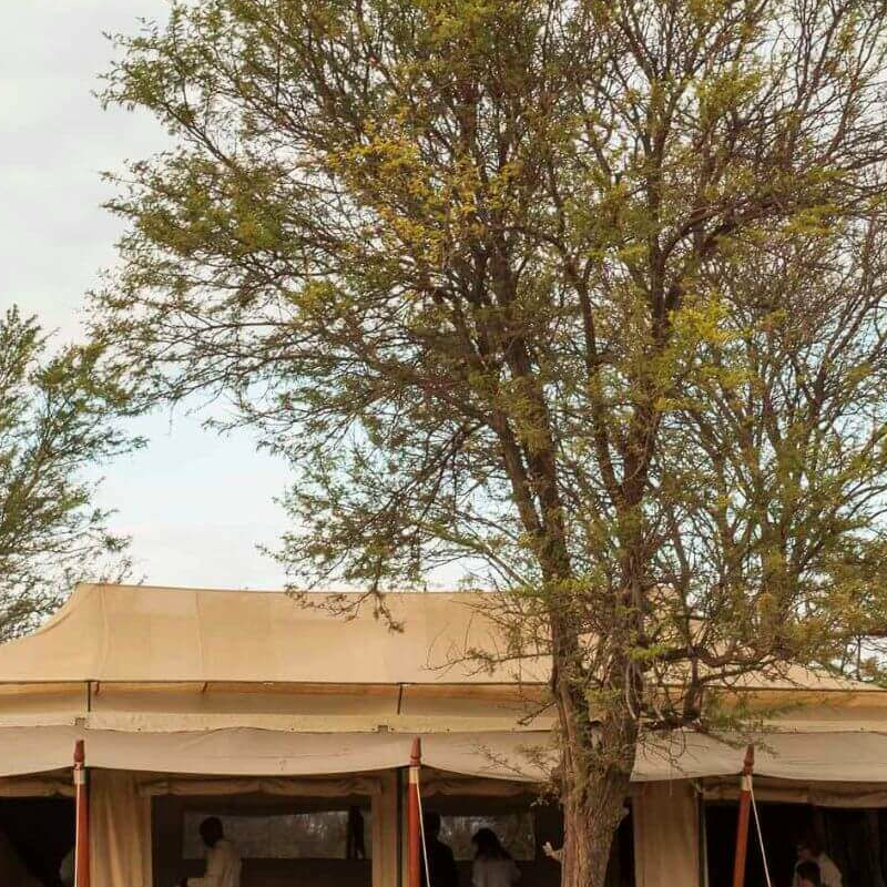 Bologonya Under Canvas