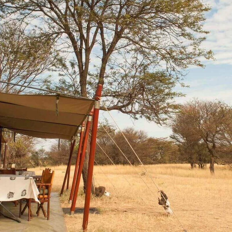 Bologonya Under Canvas