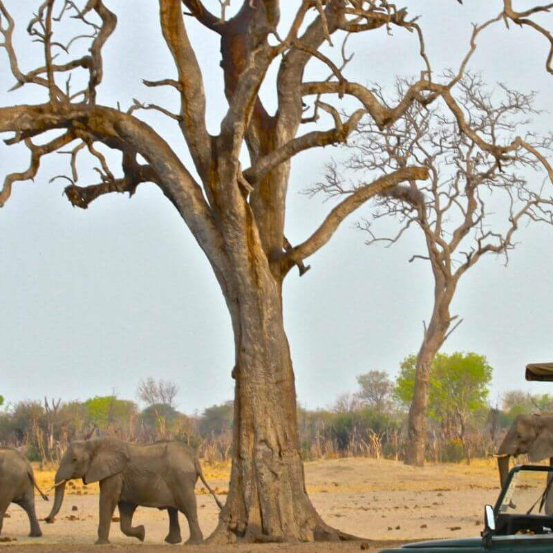 Bomani Tented Lodge