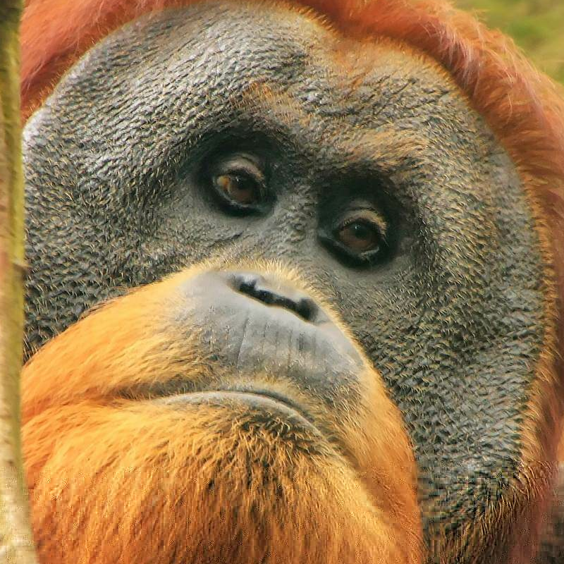 Bukit Lawang Trekking