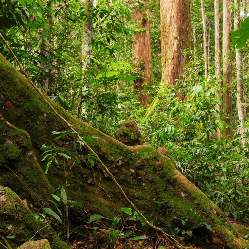 Bukit Lawang Trekking