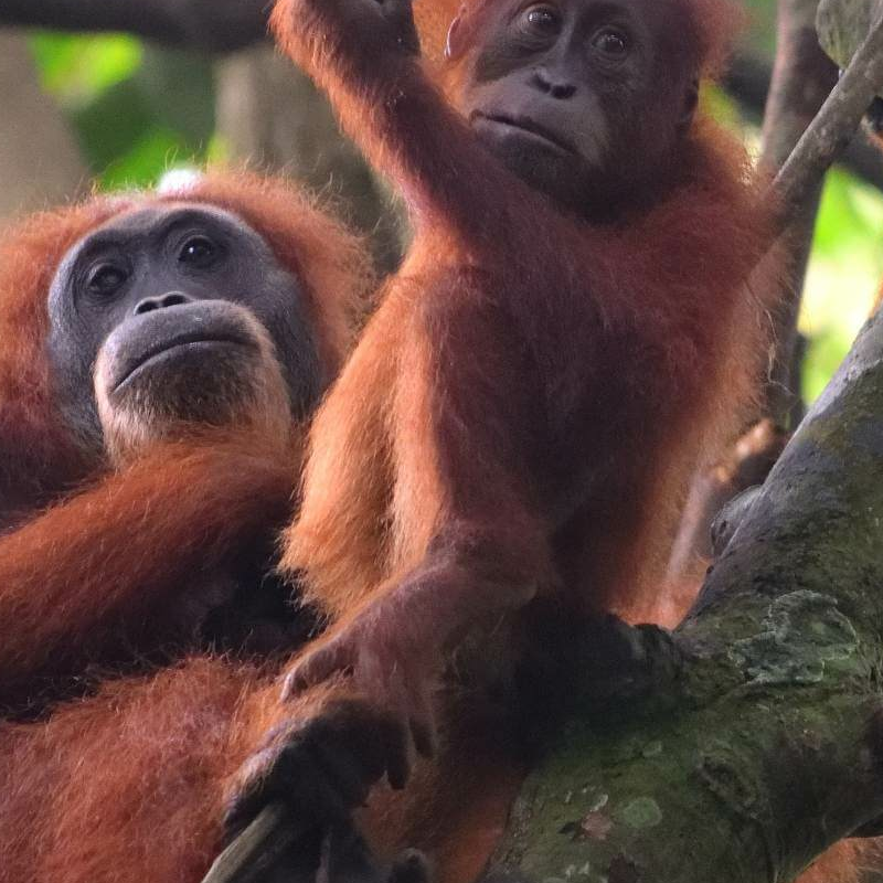 Bukit Lawang Trekking