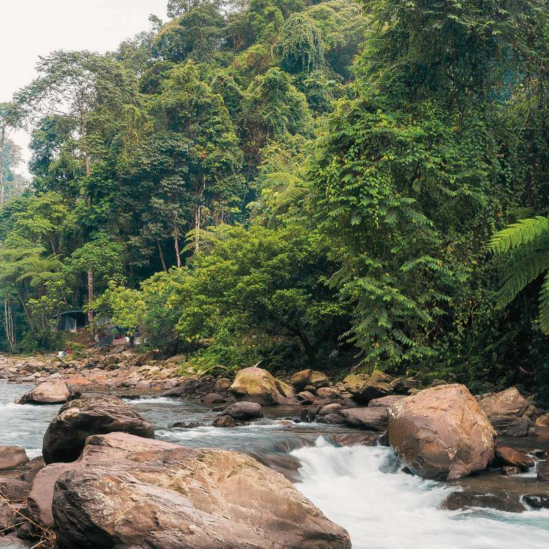 Bukit Lawang Trekking