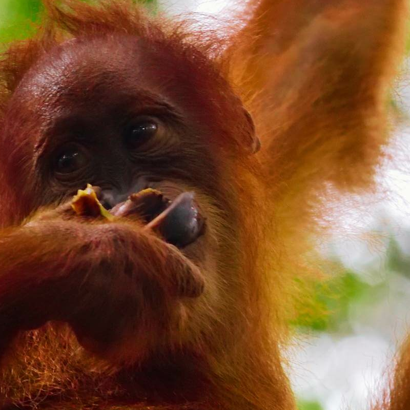Bukit Lawang Trekking