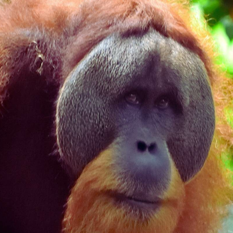 Bukit Lawang Trekking