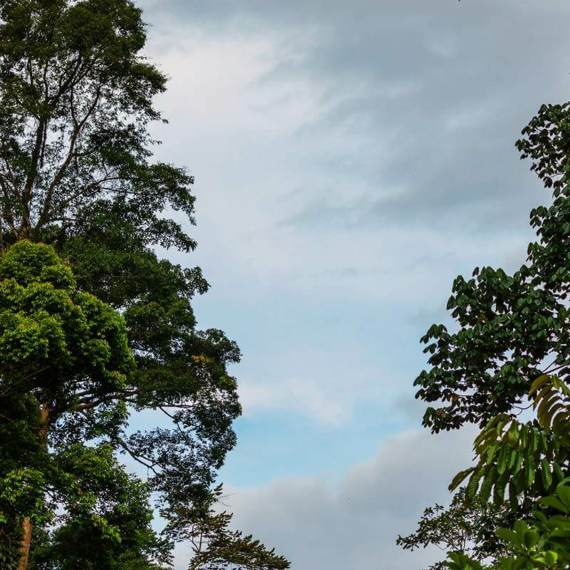 Bukit Lawang Trekking