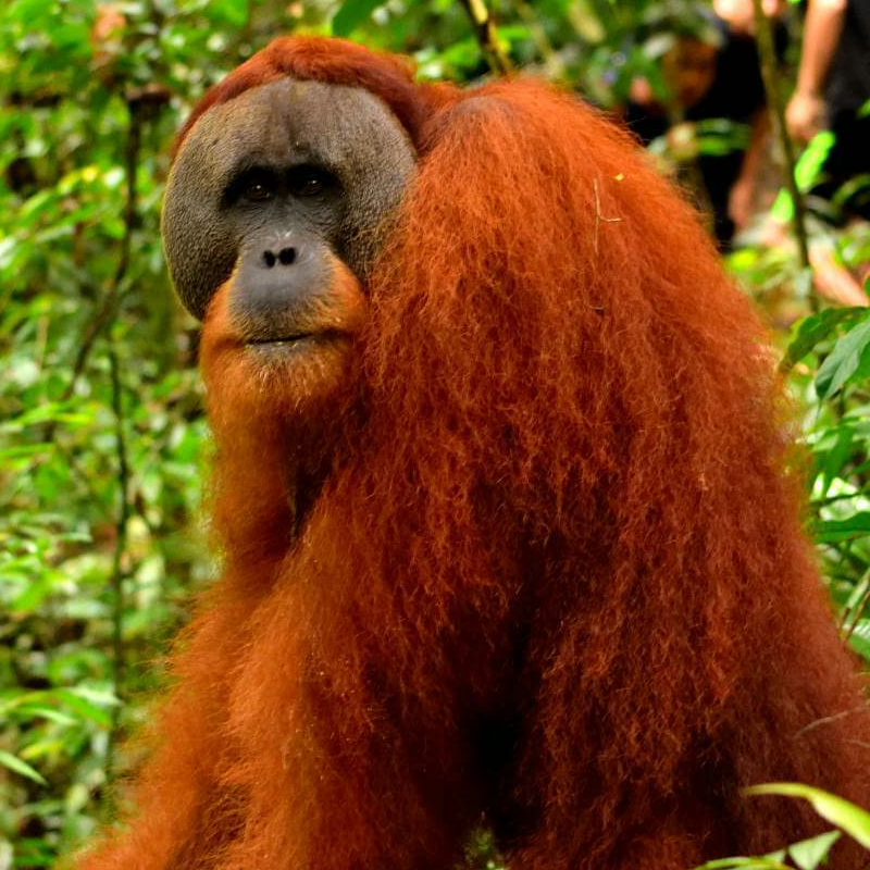 Bukit Lawang Trekking